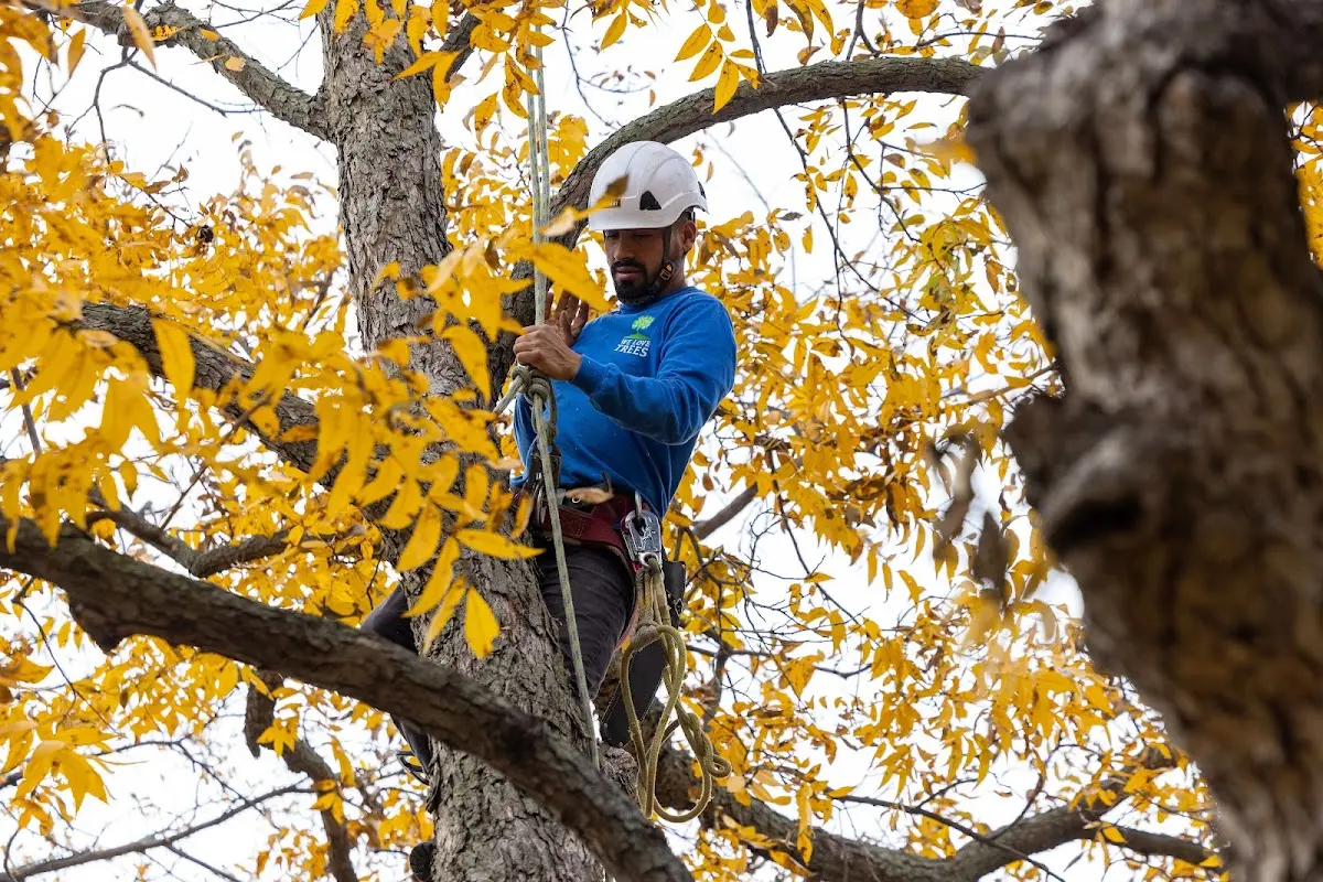 Skilled Tree Transplanting crew working in Captiva